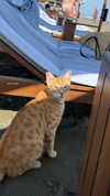 arielgino_ Altpins Profile Picture