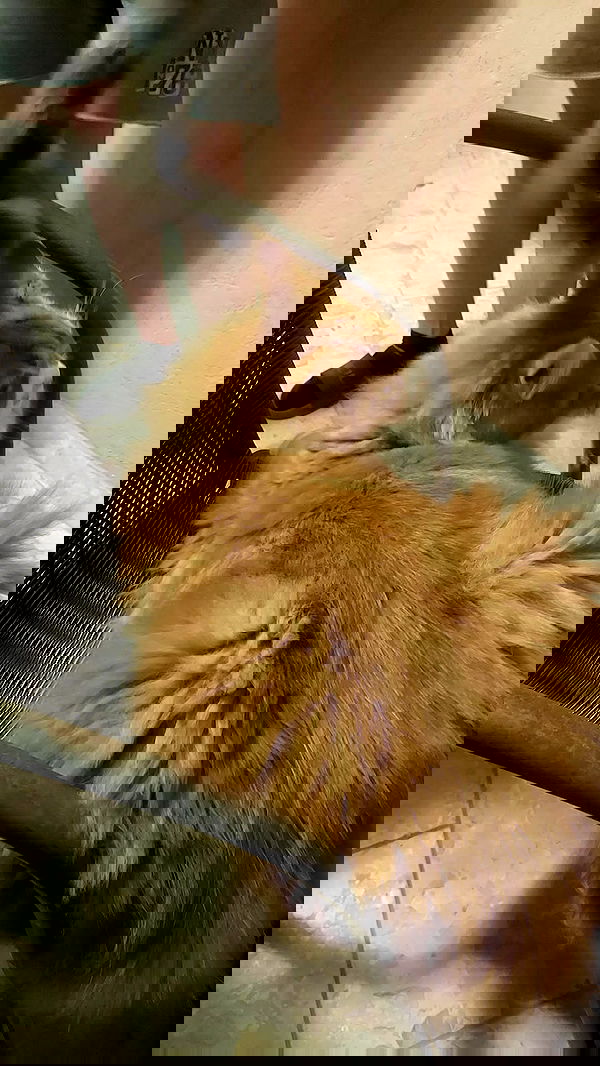 avital_1010.2003 image ~ Altpins