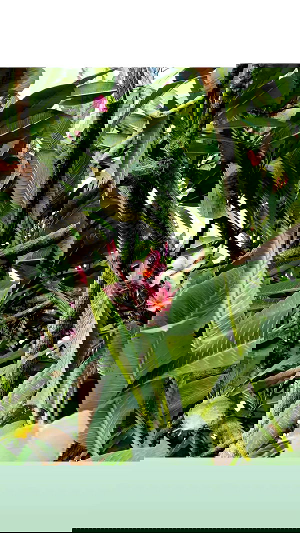 avital_1010.2003 image ~ Altpins