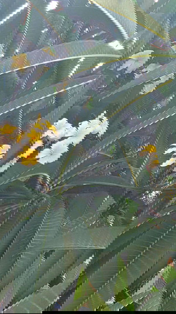 avital_1010.2003 image ~ Altpins