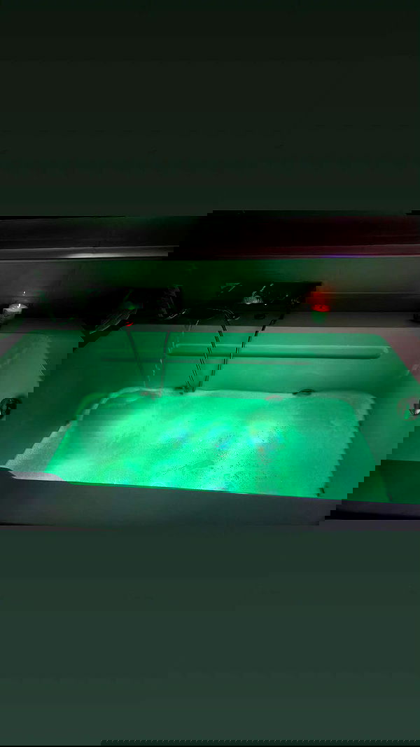 avital_1010.2003 image ~ Altpins