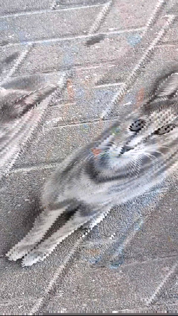 avital_1010.2003 image ~ Altpins