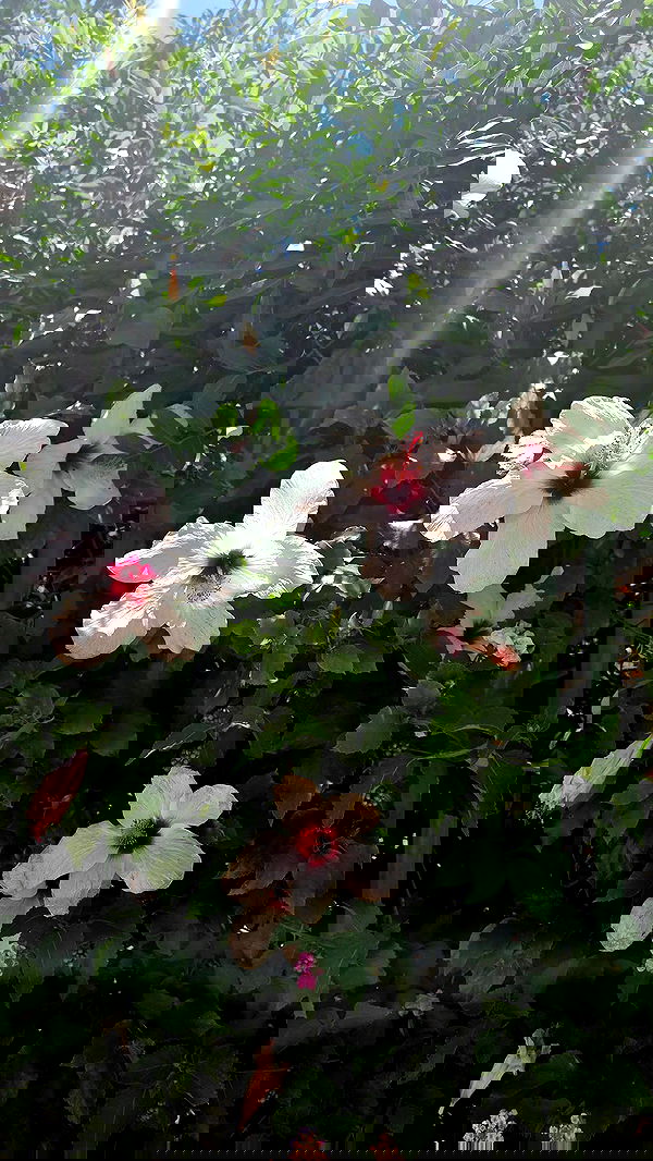 avital_1010.2003 image ~ Altpins