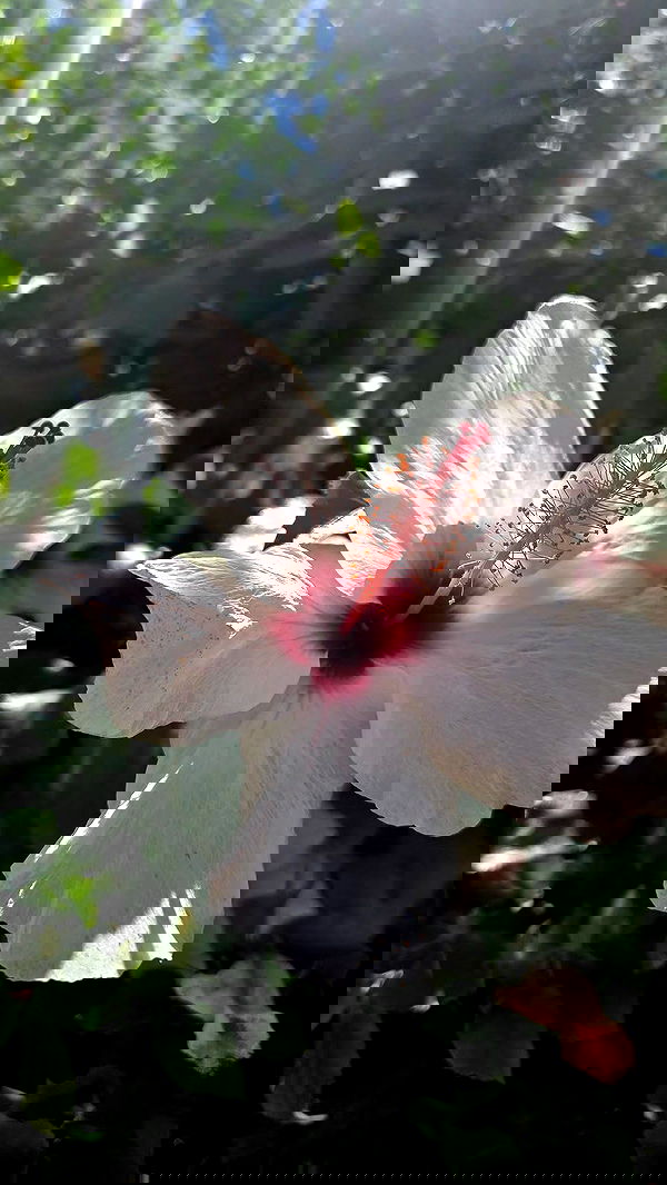 avital_1010.2003 image ~ Altpins