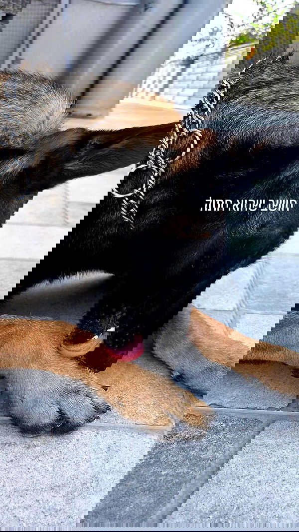 avital_1010.2003 image ~ Altpins