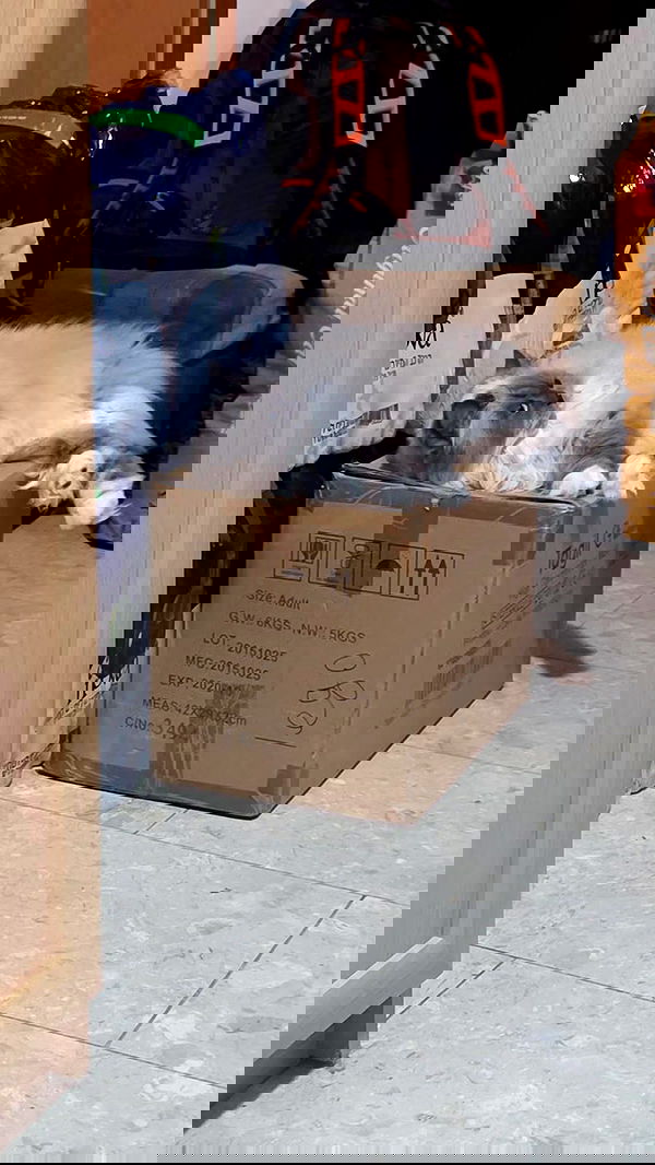 avital_1010.2003 image ~ Altpins