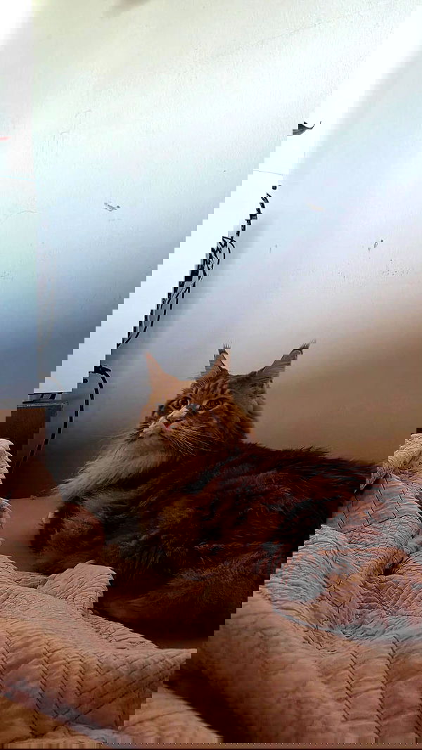 avital_1010.2003 image ~ Altpins