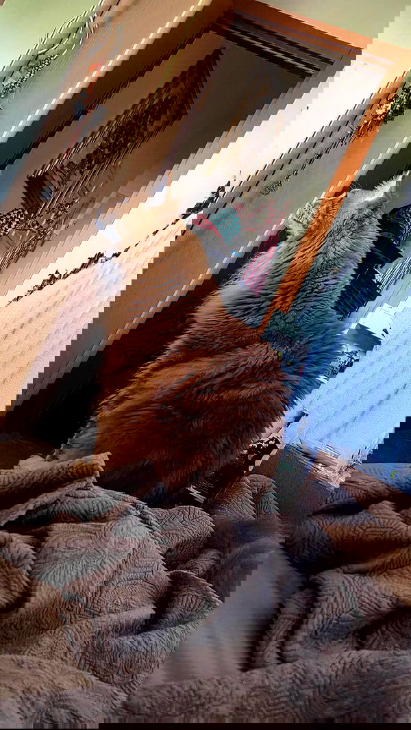 avital_1010.2003 image ~ Altpins