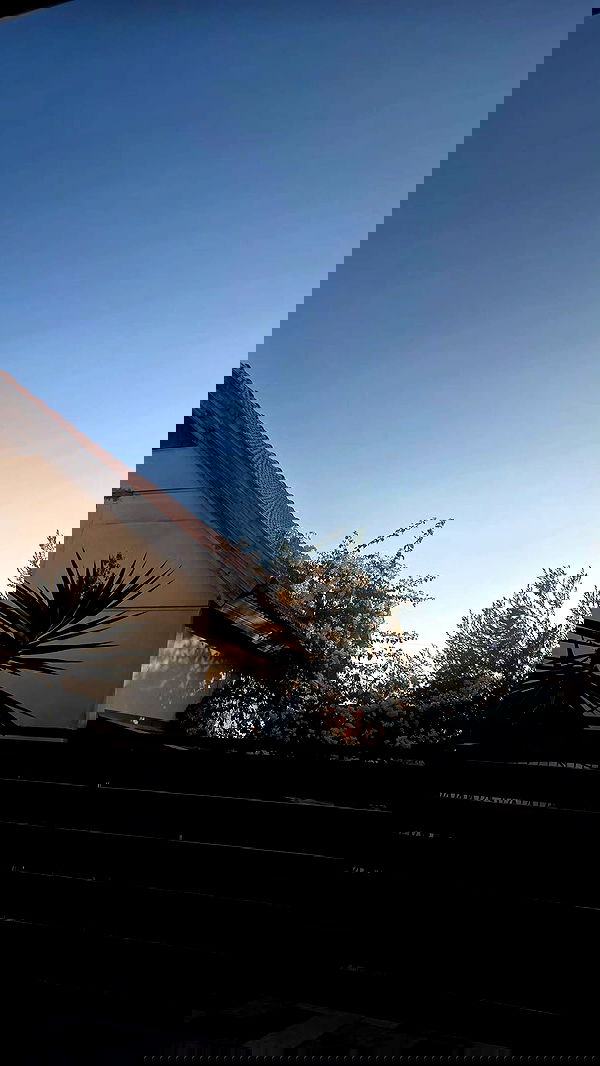 avital_1010.2003 image ~ Altpins