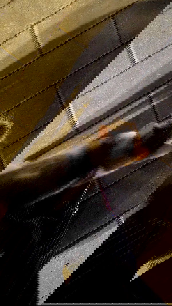 avital_1010.2003 image ~ Altpins