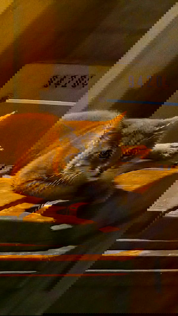 avital_1010.2003 image ~ Altpins