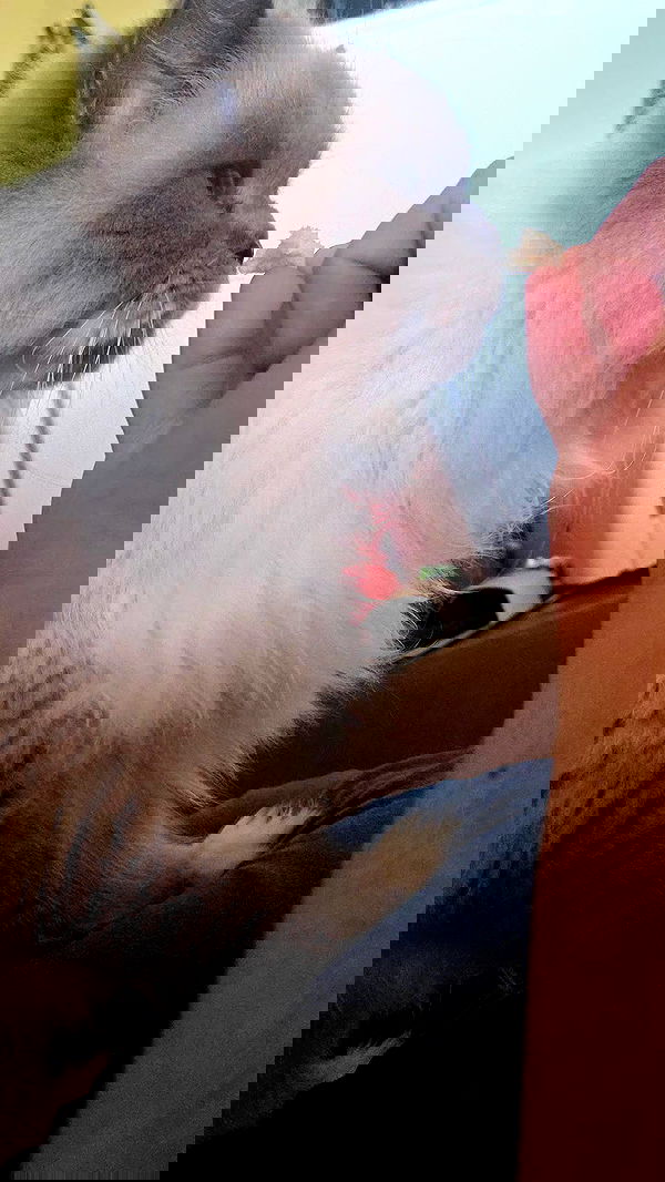 avital_1010.2003 image ~ Altpins