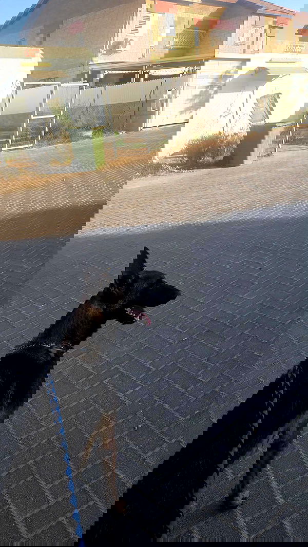 avital_1010.2003 image ~ Altpins