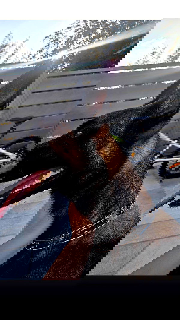 avital_1010.2003 image ~ Altpins