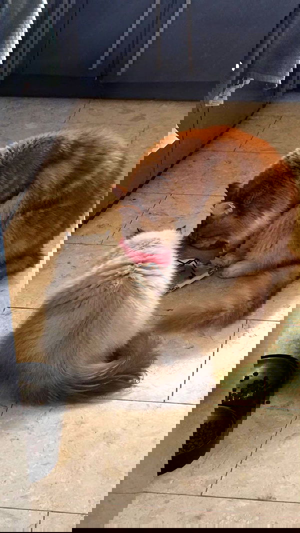 avital_1010.2003 image ~ Altpins