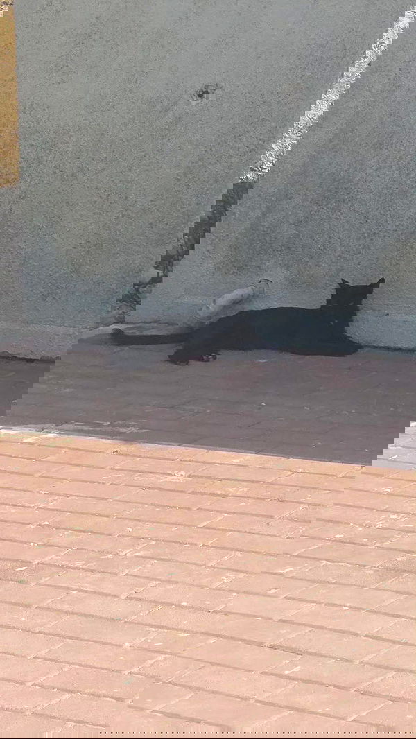 avital_1010.2003 image ~ Altpins