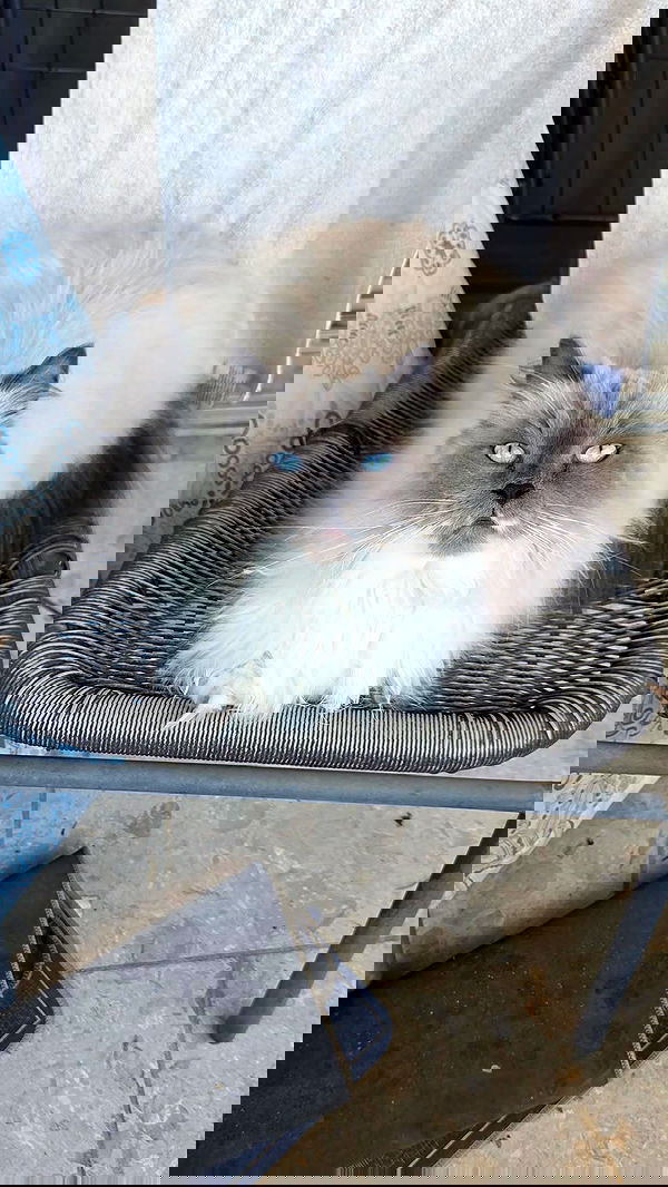 avital_1010.2003 image ~ Altpins