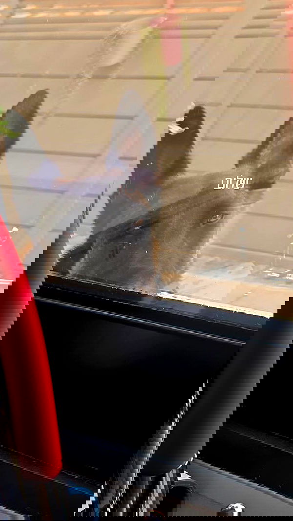 avital_1010.2003 image ~ Altpins