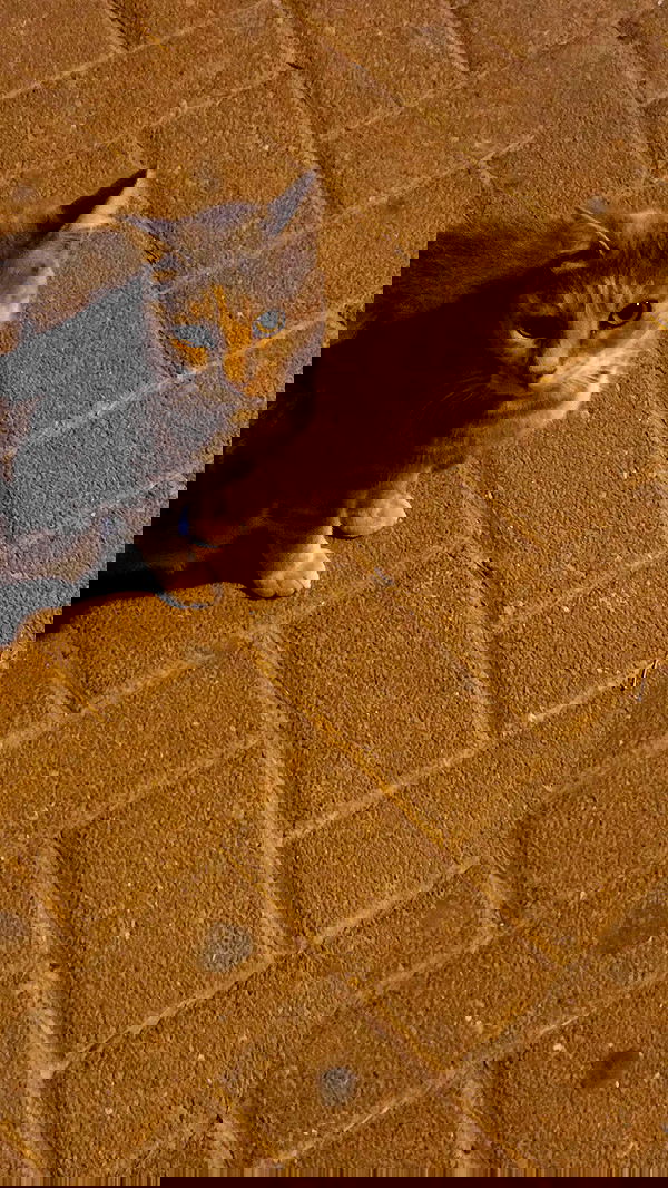 avital_1010.2003 image ~ Altpins