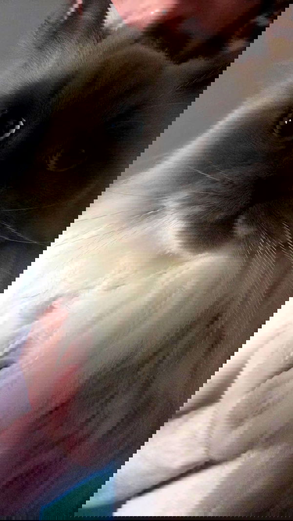 avital_1010.2003 image ~ Altpins