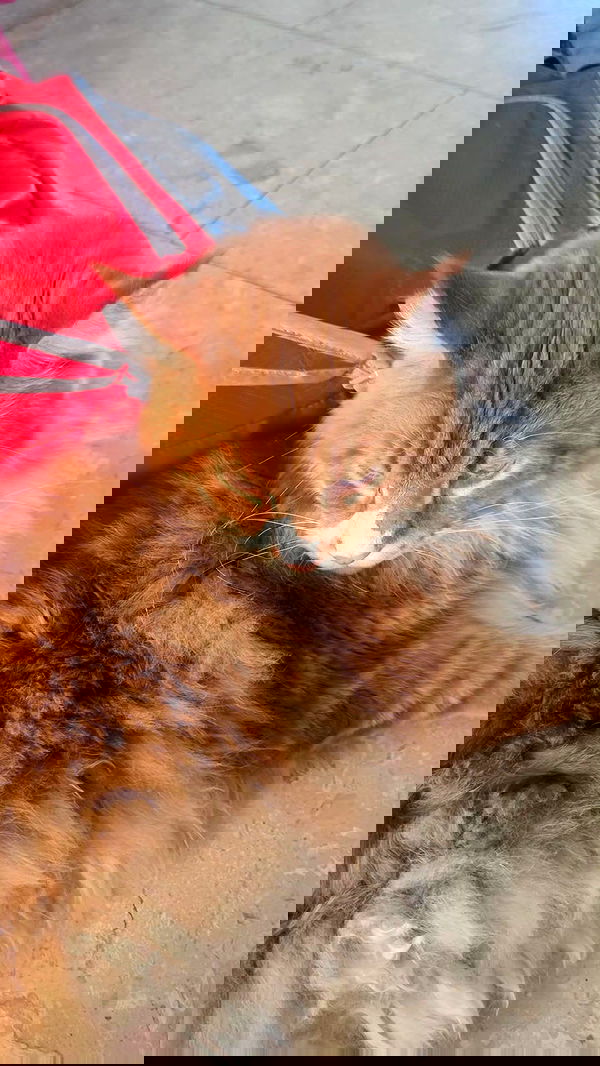 avital_1010.2003 image ~ Altpins