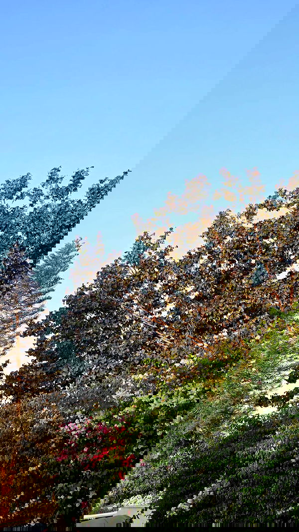 avital_1010.2003 image ~ Altpins