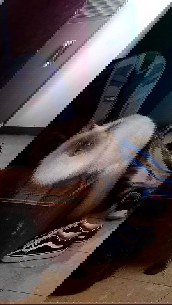 avital_1010.2003 image ~ Altpins