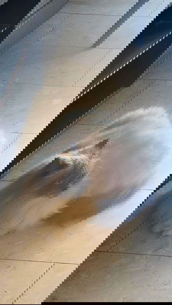 avital_1010.2003 image ~ Altpins