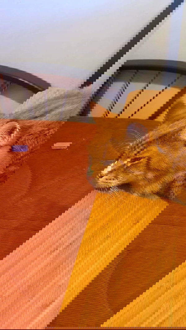 avital_1010.2003 image ~ Altpins