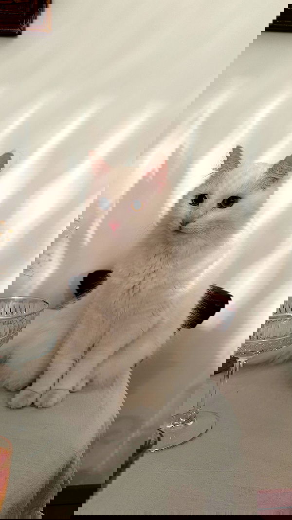 ayguldavlletova image ~ Altpins