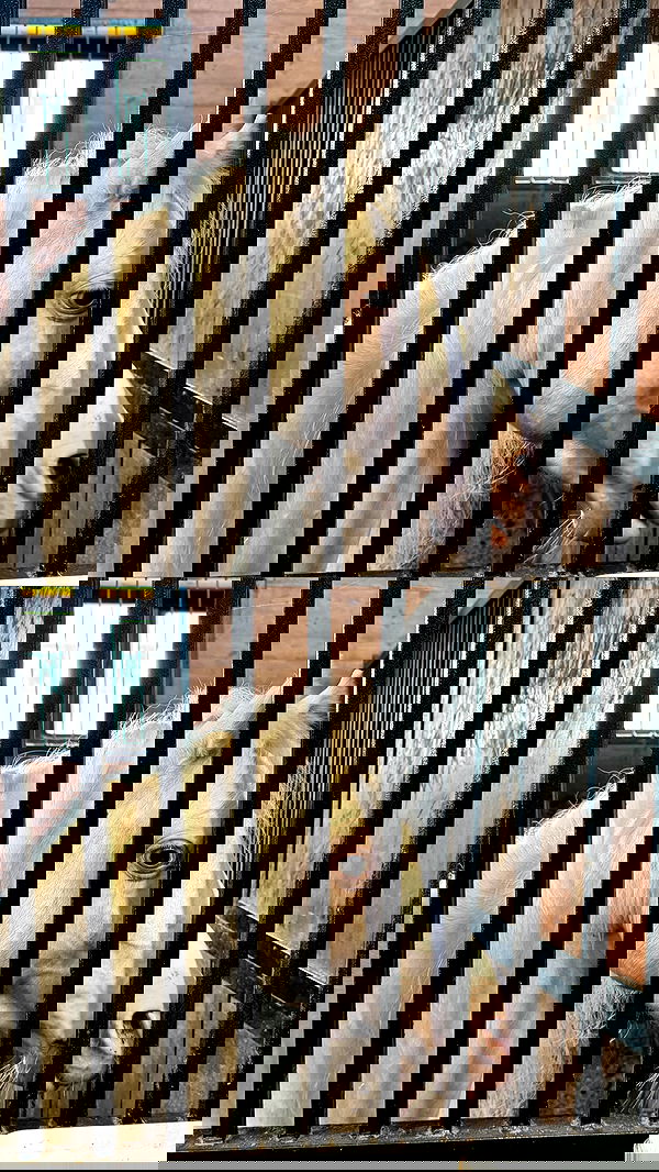 ayguldavlletova image ~ Altpins