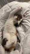 babyjoelle_ Altpins Profile Picture
