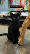 babyjoelle_ Altpins Profile Picture