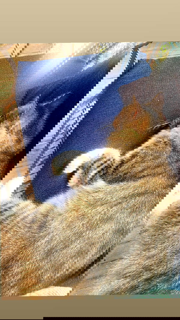 babynympho_archive babynympho_archive archive image