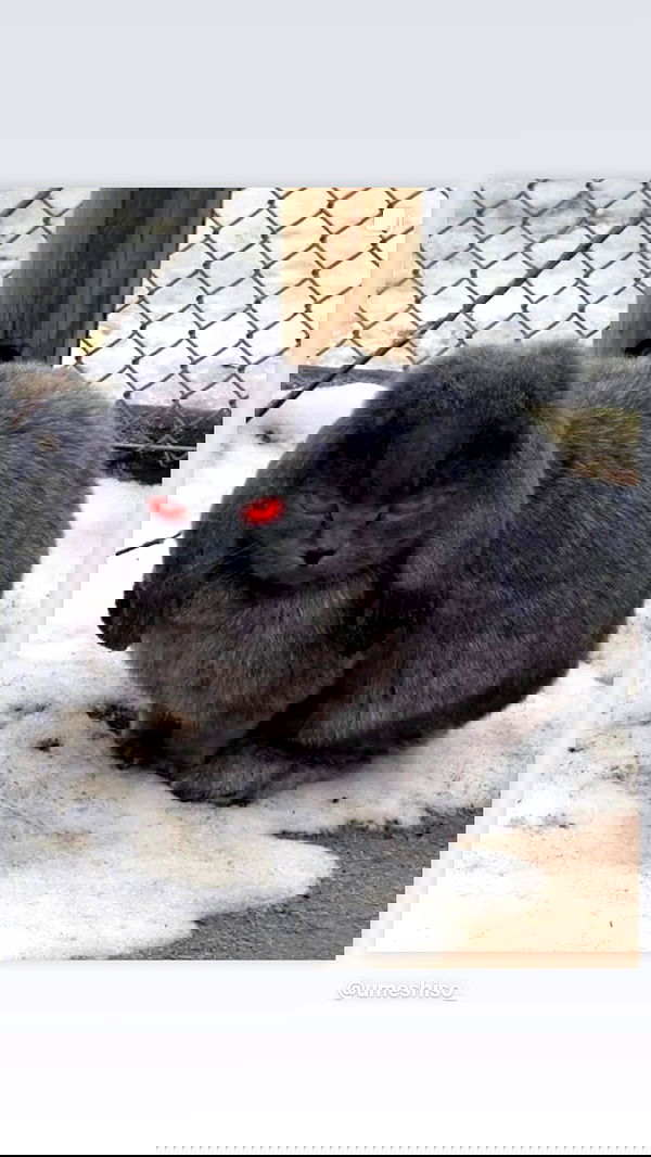 babynympho_archive babynympho_archive archive image