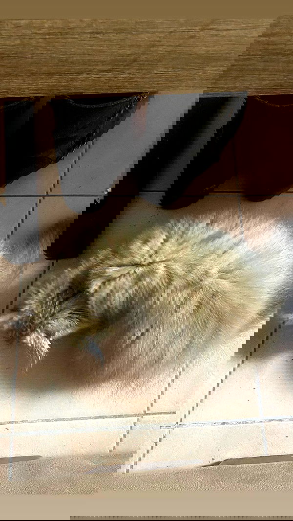 babynympho_archive babynympho_archive archive image