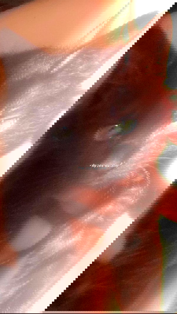 babynympho_archive babynympho_archive archive image