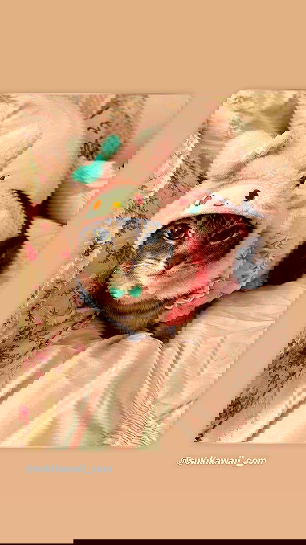 babytinykitten babytinykitten archive image