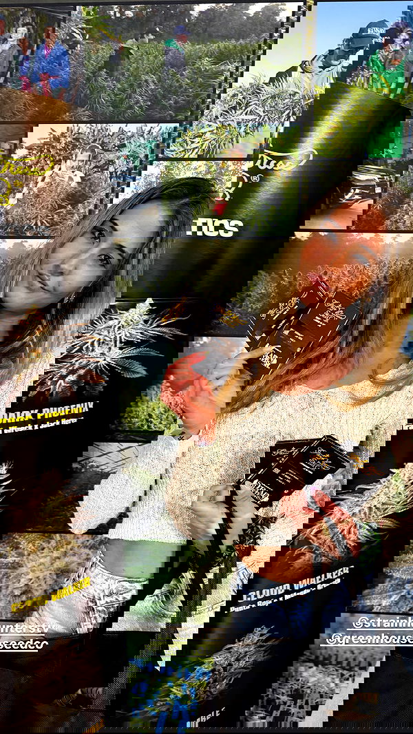 bakedsloths bakedsloths archive image