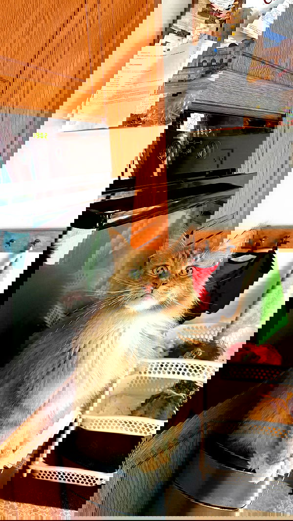 bakedsloths bakedsloths archive image