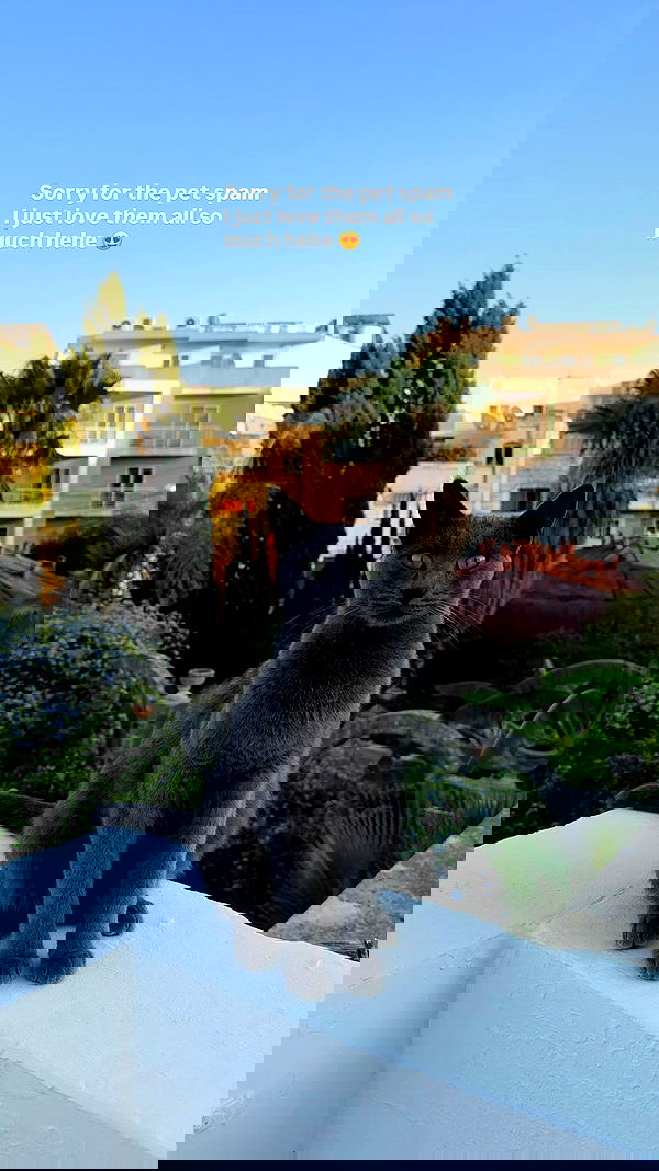 bakedsloths bakedsloths archive image