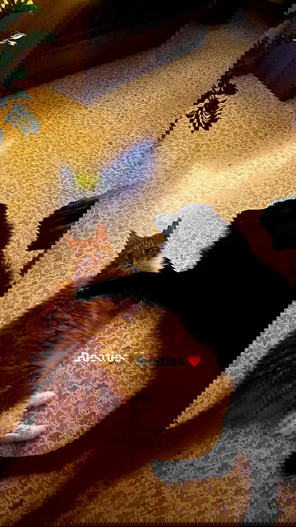 bakedsloths bakedsloths archive image