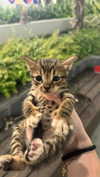 barbaepapa Altpins Profile Picture