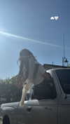 bellapoarch Altpins Profile Picture