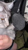 bellapoarch Altpins Profile Picture