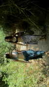 beth.sharonu Altpins Profile Picture