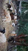beth.sharonu Altpins Profile Picture