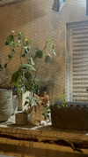 beth.sharonu Altpins Profile Picture