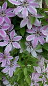 beth.sharonu Altpins Profile Picture