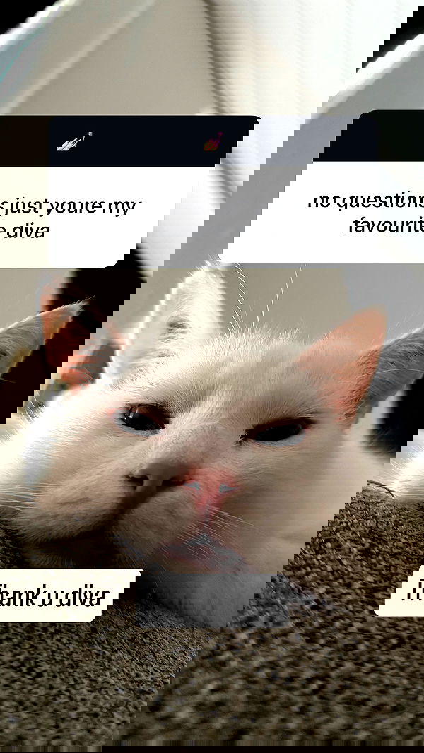 bibblekitty.reels bibblekitty.reels archive image